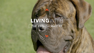 ALL ABOUT LIVING WITH ENGLISH MASTIFFS [upl. by Ai454]