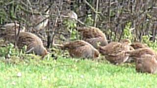 Perdix perdix  Grey partridge  Patrijs  Perdrix grise  Rebhuhn [upl. by Acirej]