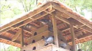 A traditional pigeon loft  pigoen house [upl. by Adivad]