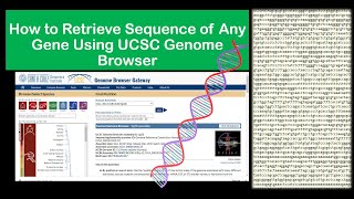 How to Retrieve Sequence of Any Gene of Any Species Using UCSC Genome Browser [upl. by Farrison]