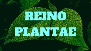 REINO PLANTAE [upl. by Ahsyek]