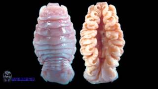 Cymothoa Exigua aka the tongueeating louse [upl. by Seldon]