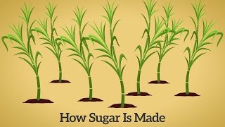 How Cane Sugar Is Made [upl. by Lippold]