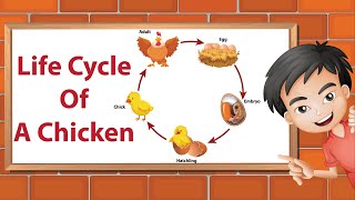 Life Cycle Of A Chicken [upl. by Annahgiel]