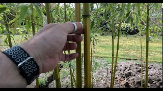 Identify running  clumping bamboo [upl. by Amado]