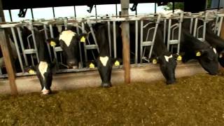 Dairy Farming Documentary [upl. by Olcott575]