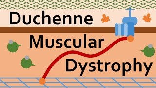 Duchenne Muscular Dystrophy and Dystrophin [upl. by Rosalinda924]