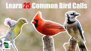 Learn 25 Common Backyard Bird Calls Central and Eastern United States [upl. by Gib]