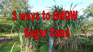 3 Ways to Grow Sugar Cane [upl. by Sarchet]