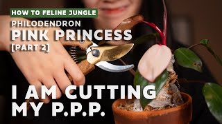 I Cut My Pink Princess Philodendron Part 2  Propagation l Plant Care Tips 2020 [upl. by Erreid]