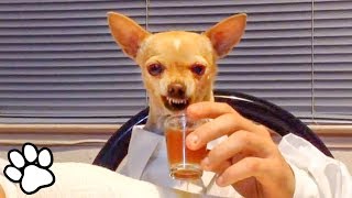 100 Funny Chihuahua Videos  Try Not To Laugh Challenge  That Pet Life [upl. by Assylla666]