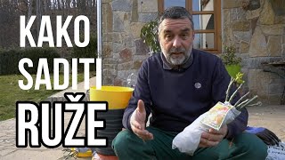 Kako se sade ruže [upl. by Nuawed]