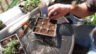 How and When to Start Lavender Indoors Takes a Long Time to Germinate  The Rusted Garden 2014 [upl. by Ahsinot]