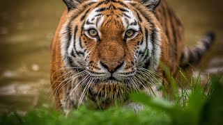 Siberian Tigers  Big Cats Wild Dcumentary HD 1080p [upl. by Leinad]