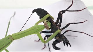 Praying Mantis VS Whip Scorpion [upl. by Aital336]