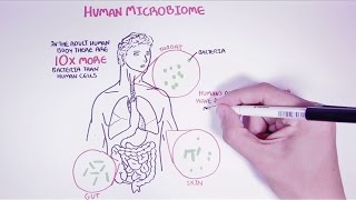 Hungry Microbiome Gut Microbiome [upl. by Ivory]