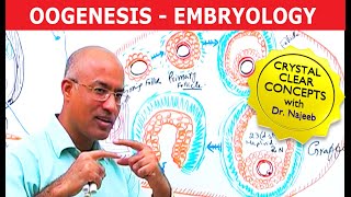 Oogenesis  Gametogenesis  Embryology🩺 [upl. by Armand]