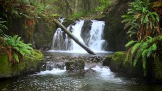 The Forest Waterfall HD  The Calming Sound of Water [upl. by Otrebcire]