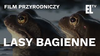 Lasy bagienne  czyta Krystyna Czubówna [upl. by Spatz]