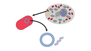 Apoptotic Pathways [upl. by Annmaria]