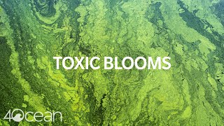 Toxic Algae Blooms [upl. by Anirdnajela]