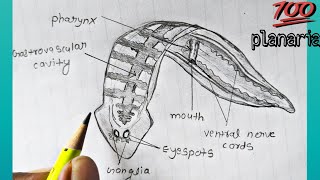 Classification of animals Phylum  platyhelminthes  How to draw planaria labelled diagram [upl. by Barvick]