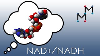 NADNADH Mechanism amp Coenzyme Chemistry [upl. by Ydnir]