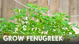 How to Grow Lots of Fenugreek  Methi [upl. by Pyle]