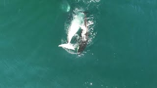 Group Of Orcas Hunt Minke Whale [upl. by Juta]