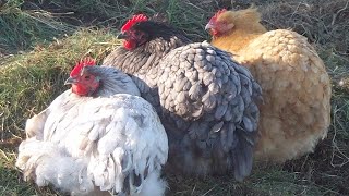 The Best Chicken Breeds For Beginners [upl. by Apilef]