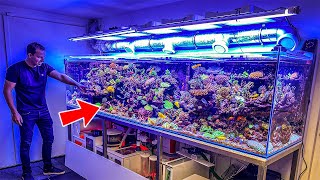 Most Beautiful Private Reef Tanks 400 GALLON [upl. by Nnaer748]