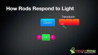 031 How Rods and Cones respond to Light [upl. by Frederich]