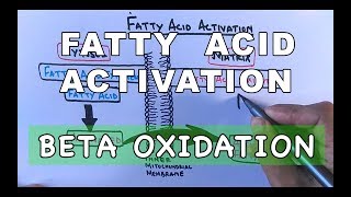 Fatty Acid Activation  Beta Oxidation Part I [upl. by Fini206]