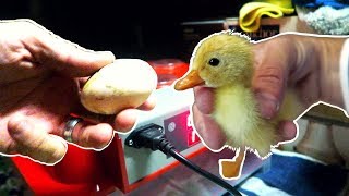 Incubating Duck Eggs from START TO FINISH  Rite Farm 3600 Incubator [upl. by Oremor]