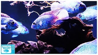 An Amazing Community Fish Electric Blue Acara Care and Breeding [upl. by Atinid624]