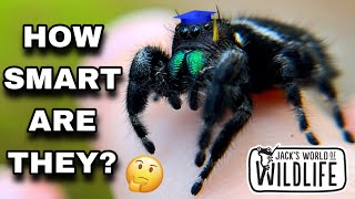 JUMPING SPIDERS How SMART Are They REALLY [upl. by Nyram235]