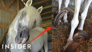 Rescue Horse With 30Pound Hooves Can Walk Again  Insider [upl. by Lynden399]