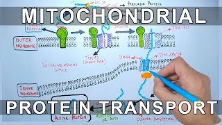 Mitochondrial DNA inheritance pattern [upl. by Wadsworth]