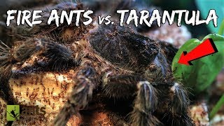 Fire Ants vs BirdEater Tarantula [upl. by Onaireves]