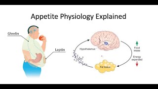 Appetite Ghrelin and Leptin Explained [upl. by Seftton501]