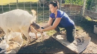 Assisting with a Baby Goat BIRTH on the Homestead [upl. by Hodgkinson]