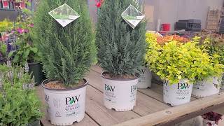 Pinpoint® Blue  Pinpoint® Blue amp Gold False Cypress Chamaecyparis  2 Shapely Evergreen Plants [upl. by Mehalick21]