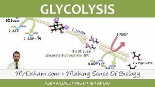 Cellular Respiration  Glycolysis  Post 16 Biology A Level PreU IB AP Bio [upl. by Soph]