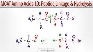 Amino Acid Peptide Linkage and Hydrolysis Reactions [upl. by Eynahpets683]