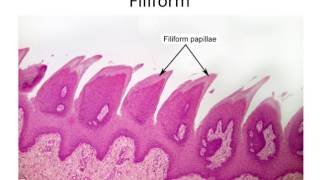 Histology Taste Buds and Lingual Papillae [upl. by Akedijn]