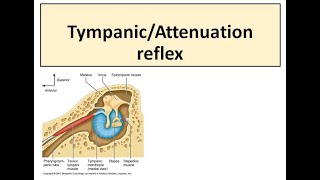 Tympanic reflex [upl. by Nagam41]