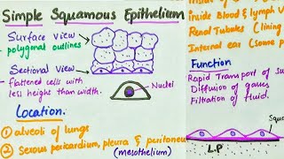 Simple Squamous Epithelium  Location  Function [upl. by Bradshaw793]