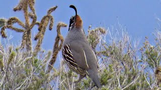 Male Gambels Quail Bird Call [upl. by Jacquenette]