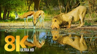 Amazing Wildlife of Botswana  8K Nature Documentary Film with music [upl. by Johiah265]