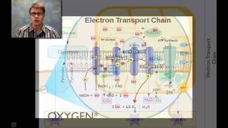 Cellular Respiration [upl. by Bellaude]